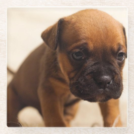 Bulldogin Glasuntersetzer (Vorderseite)