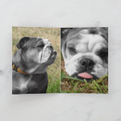 Bulldogin Karte (Innenseite)