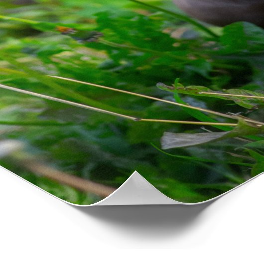 Bulldogin Poster (Ecke)