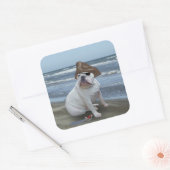 Bulldogin Quadratischer Aufkleber (Umschlag)