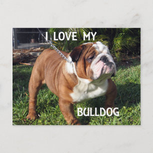 Bulldogin Rot-Weiß-Liebe w pic Postkarte