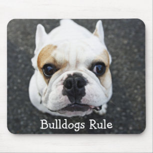 Bulldogs regieren Mauspad