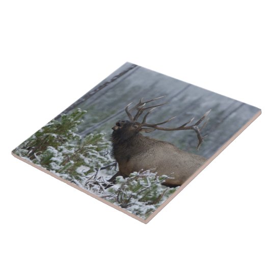 Bulle Elk im Schnee rufen, buglen, Gelbstein Fliese (Seite)