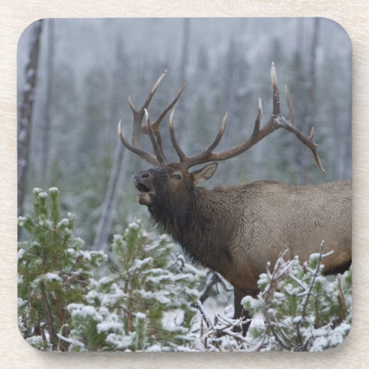 Bulle Elk im Schnee rufen, buglen, Gelbstein Getränkeuntersetzer (Vorderseite)