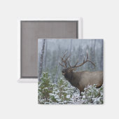Bulle Elk im Schnee rufen, buglen, Gelbstein Magnet (Vorderseite/Rückseite)