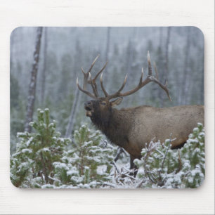 Bulle Elk im Schnee rufen, buglen, Gelbstein Mousepad