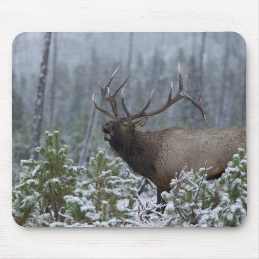 Bulle Elk im Schnee rufen, buglen, Gelbstein Mousepad (Vorne)