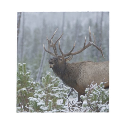 Bulle Elk im Schnee rufen, buglen, Gelbstein Notizblock (Vorderseite)