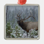 Bulle Elk im Schnee rufen, buglen, Gelbstein Ornament Aus Metall (Vorne)