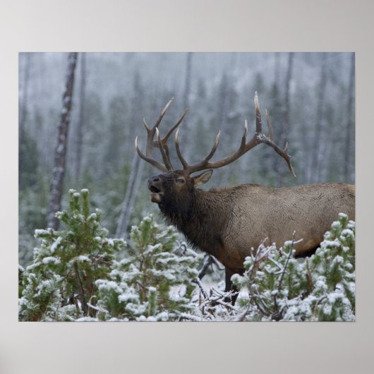 Bulle Elk im Schnee rufen, buglen, Gelbstein Poster (Vorne)