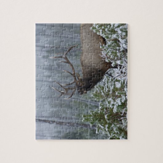 Bulle Elk im Schnee rufen, buglen, Gelbstein Puzzle (Vertikal)