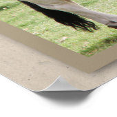 Bulle für dich! Brahma Bull Poster Print (Ecke)