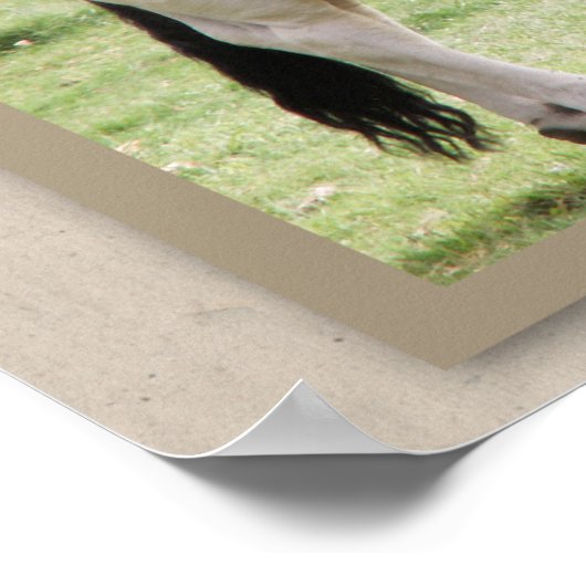 Bulle für dich! Brahma Bull Poster Print (Ecke)