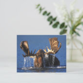 BullElch im Alaskan-Tundra-Teich Postkarte (Stehend Vorderseite)