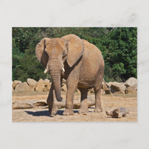 Bullelefanten-Postkarte Postkarte