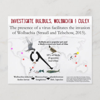 Bullen, Wolbachia & Culex (2-seitig) von RoseWrite Flyer