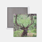 BullenElch auf Almwiese mit Antlern Magnet (Vorderseite/Rückseite)