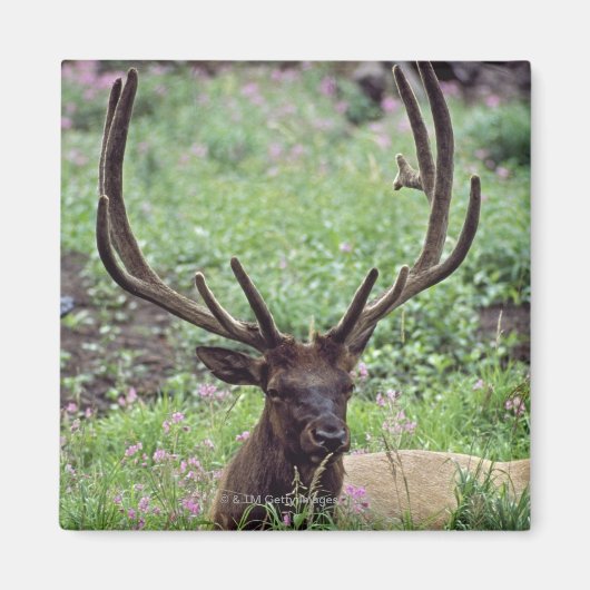 BullenElch auf Almwiese mit Antlern Magnet (Vorne)