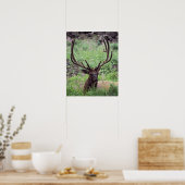 BullenElch auf Almwiese mit Antlern Poster (Küche)