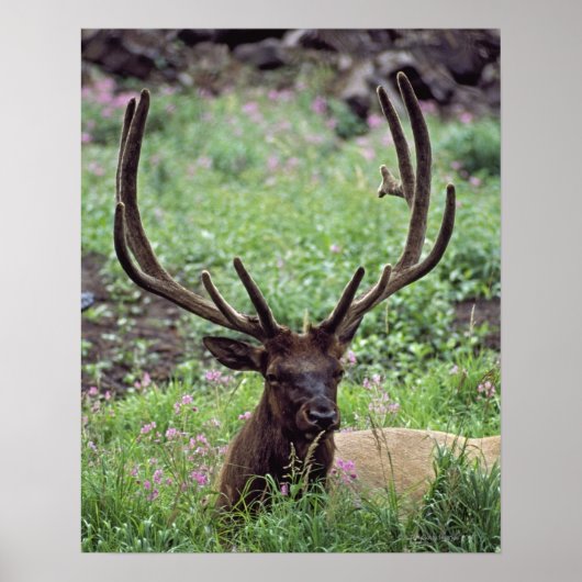 BullenElch auf Almwiese mit Antlern Poster (Vorne)