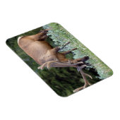 BullenElch mit Geweiden in Samt Magnet (Rechte Seite)