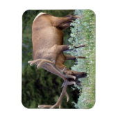 BullenElch mit Geweiden in Samt Magnet (Vertikal)