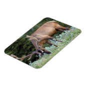 BullenElch mit Geweiden in Samt Magnet (Linke Seite)