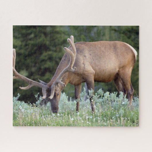 BullenElch mit Geweiden in Samt Puzzle (Horizontal)