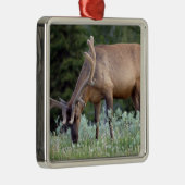 BullenElch mit Geweiden in Samt Silbernes Ornament (Rechts)