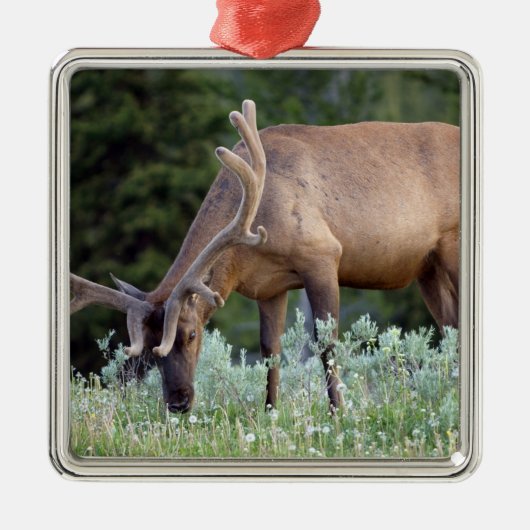BullenElch mit Geweiden in Samt Silbernes Ornament (Vorne)