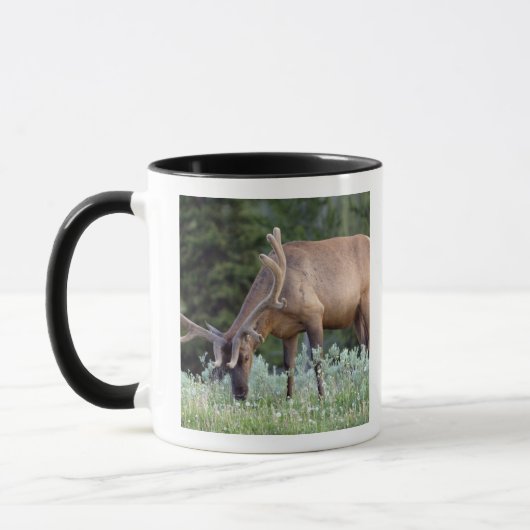 BullenElch mit Geweiden in Samt Tasse (Links)
