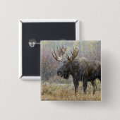 Bullenmuh im Schneesturm mit Aspen Button (Vorne & Hinten)