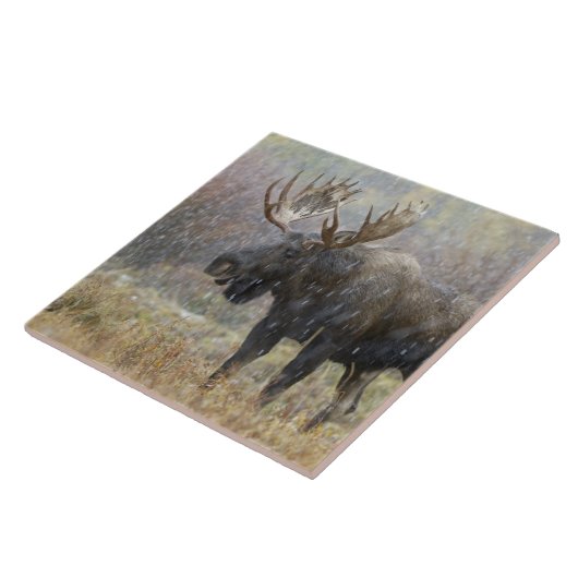 Bullenmuh im Schneesturm mit Aspen Fliese (Seite)