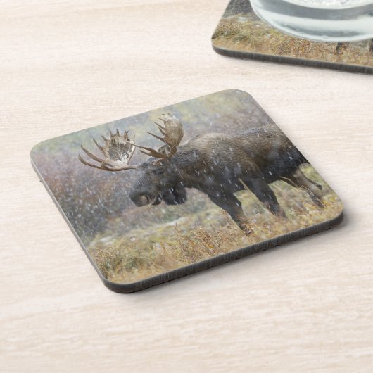 Bullenmuh im Schneesturm mit Aspen Getränkeuntersetzer (Linke Seite)