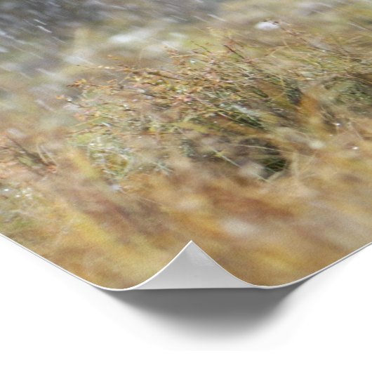 Bullenmuh im Schneesturm mit Aspen in Poster (Ecke)