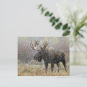 Bullenmuh im Schneesturm mit Aspen in Postkarte (Stehend Vorderseite)