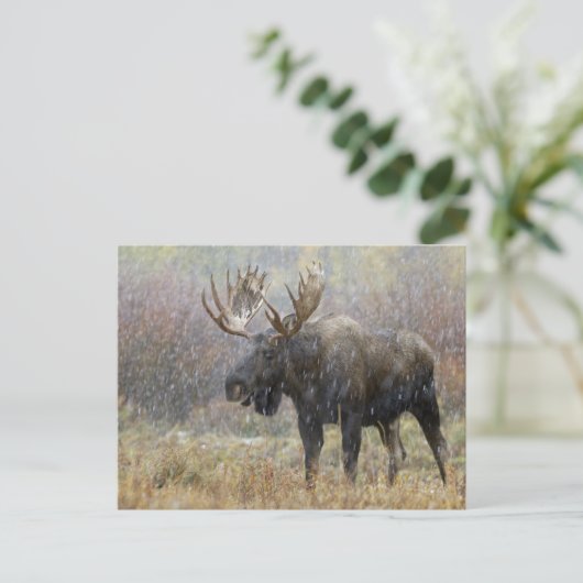 Bullenmuh im Schneesturm mit Aspen in Postkarte (Stehend Vorderseite)