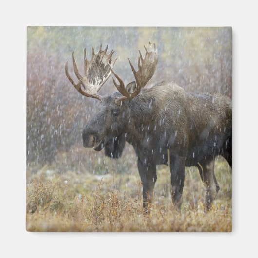 Bullenmuh im Schneesturm mit Aspen Magnet (Vorne)