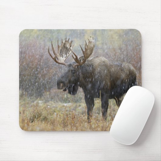 Bullenmuh im Schneesturm mit Aspen Mousepad (Mit Mouse)