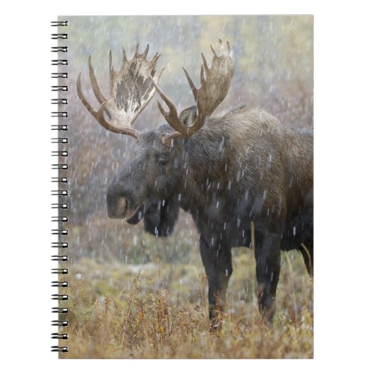 Bullenmuh im Schneesturm mit Aspen Notizblock (Vorderseite)