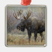 Bullenmuh im Schneesturm mit Aspen Ornament Aus Metall (Vorne)