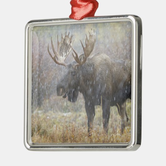 Bullenmuh im Schneesturm mit Aspen Ornament Aus Metall (Links)