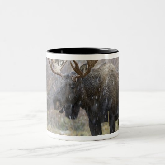Bullenmuh im Schneesturm mit Aspen Zweifarbige Tasse (Mittel)