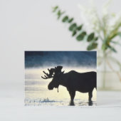 Bullenmuschel Postkarte (Stehend Vorderseite)