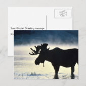 Bullenmuschel Postkarte (Vorne/Hinten)