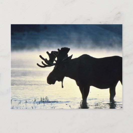 Bullenmuschel Postkarte (Vorderseite)