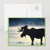 Bullenmuschel Postkarte (Vorne/Hinten)