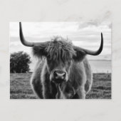 Bullenportrait Postkarte (Vorderseite)