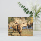 Bullenpugel Postkarte (Stehend Vorderseite)