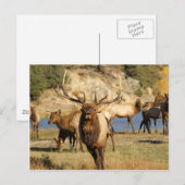 Bullenpugel Postkarte (Vorne/Hinten)